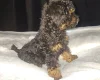 Toy Poodle