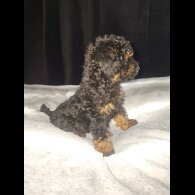 Toy Poodle