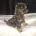 Toy Poodle