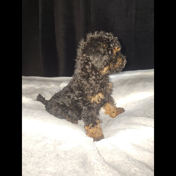 Toy Poodle