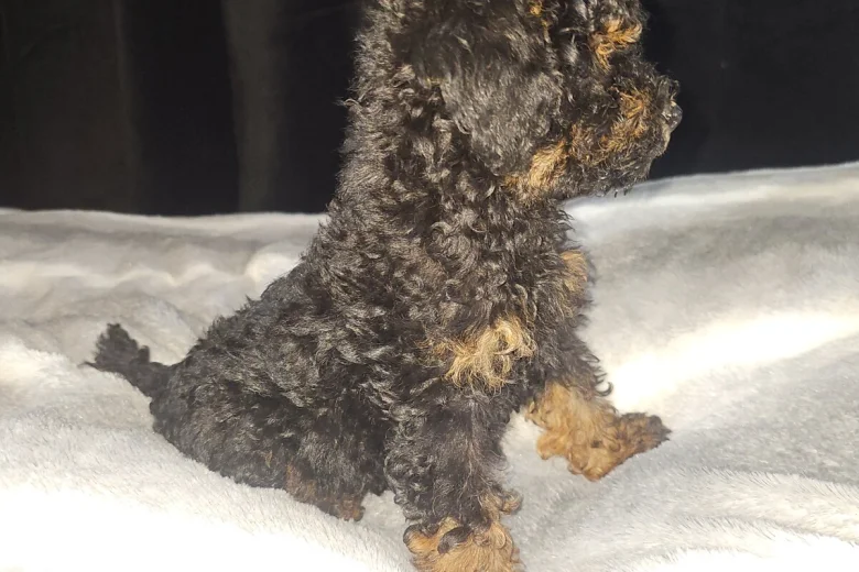 Toy Poodle