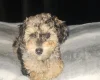 Toy Poodle