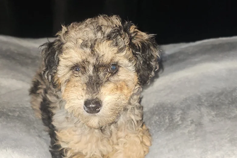 Toy Poodle