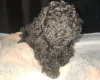Toy Poodle