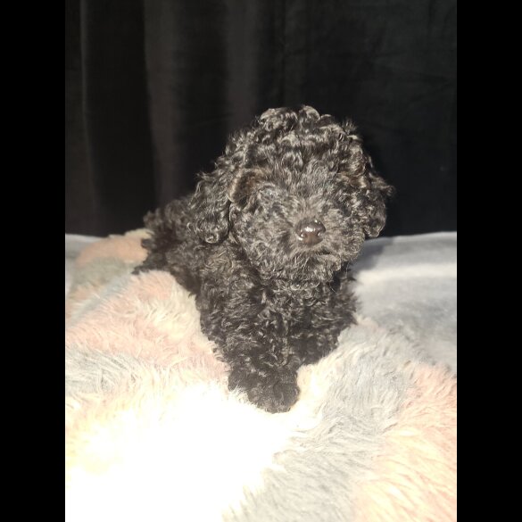 Toy Poodle