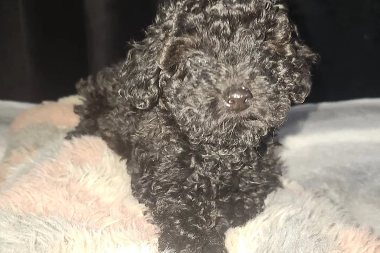 Toy Poodle