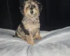 Toy Poodle