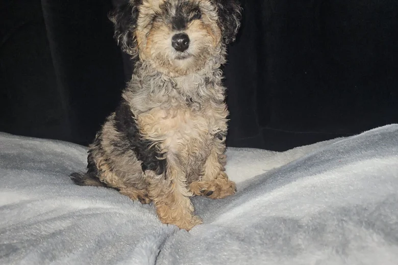 Toy Poodle