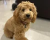 Cockapoo