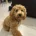 Cockapoo