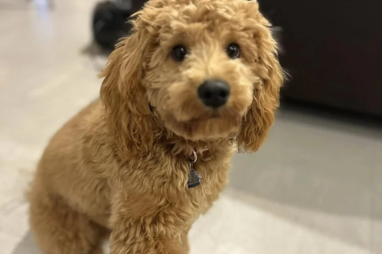 Cockapoo