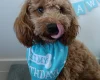 Cockapoo