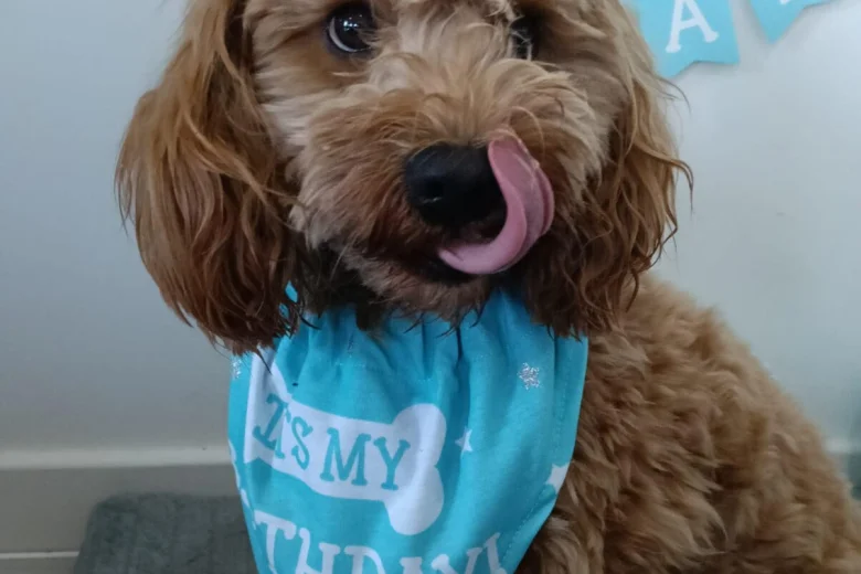 Cockapoo
