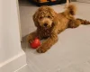 Cockapoo