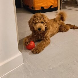 Cockapoo