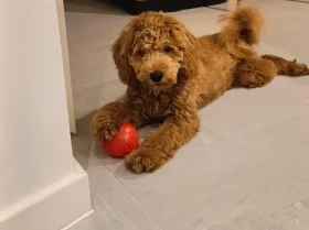 Cockapoo