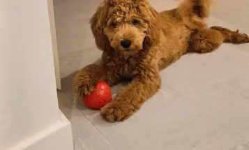 Cockapoo