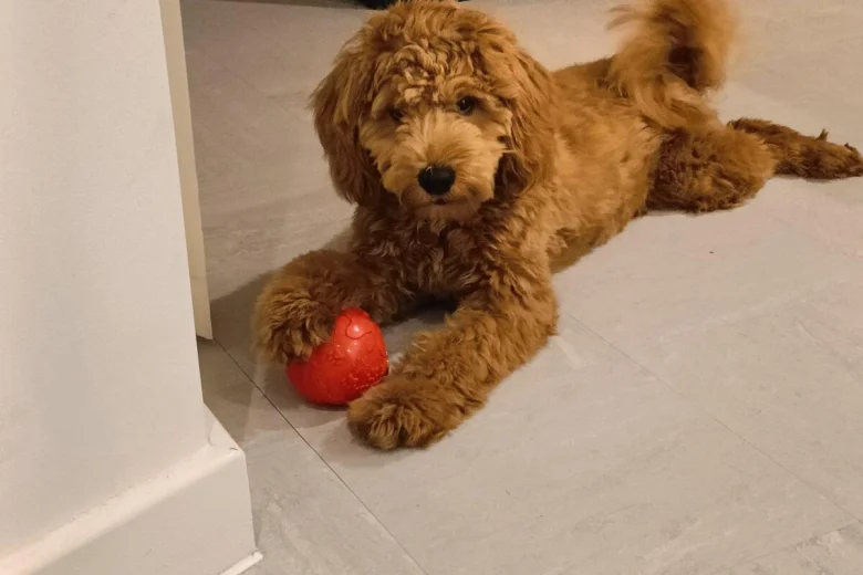 Cockapoo