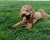 Cockapoo