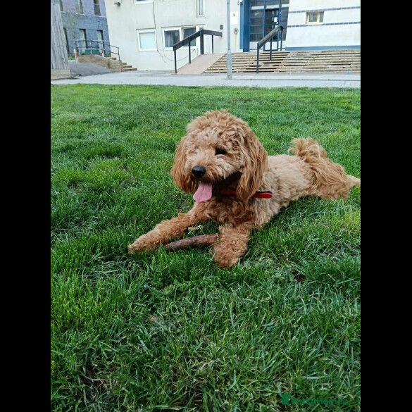 Cockapoo