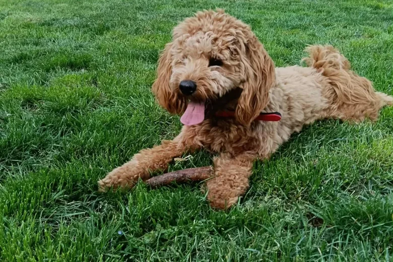 Cockapoo