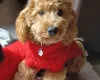 Cockapoo