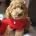 Cockapoo
