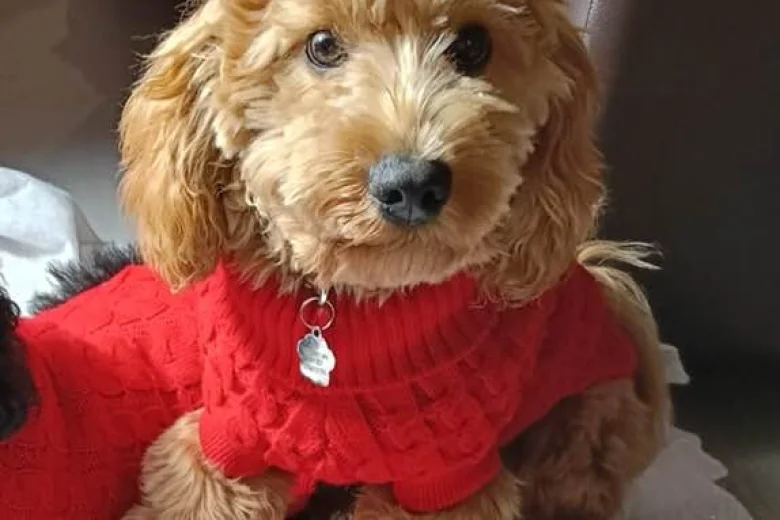 Cockapoo