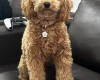 Cockapoo