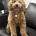 Cockapoo