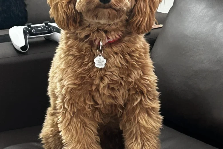 Cockapoo