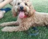Cockapoo