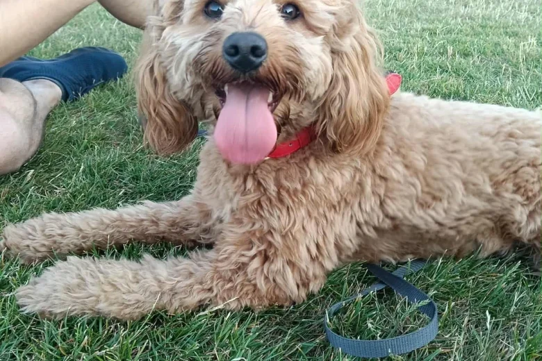 Cockapoo
