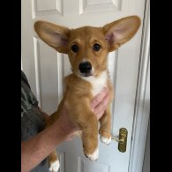 Welsh Corgi Cardigan