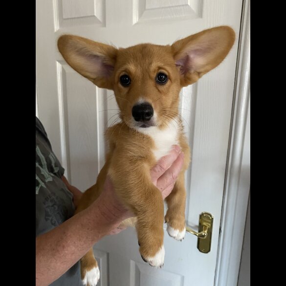 Welsh Corgi Cardigan