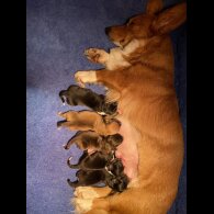 Welsh Corgi Cardigan