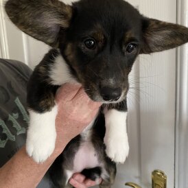 Welsh Corgi Cardigan