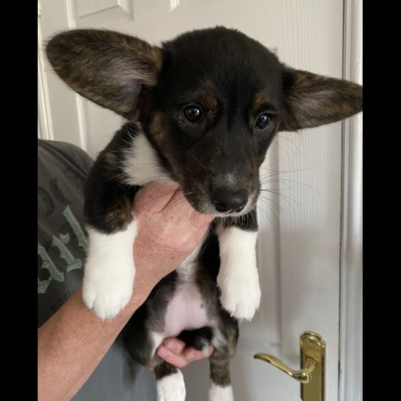 Welsh Corgi Cardigan