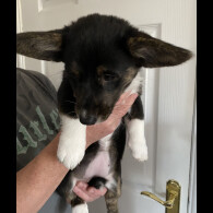 Welsh Corgi Cardigan