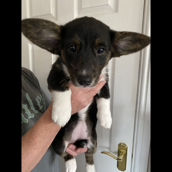 Welsh Corgi Cardigan