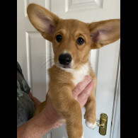 Welsh Corgi Cardigan