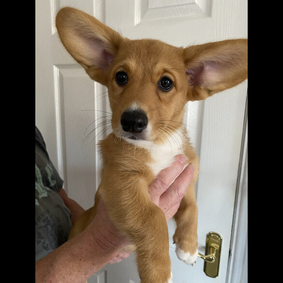 Welsh Corgi Cardigan