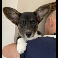 Welsh Corgi Cardigan