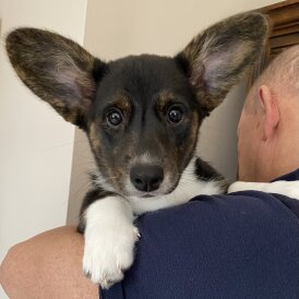 Welsh Corgi Cardigan