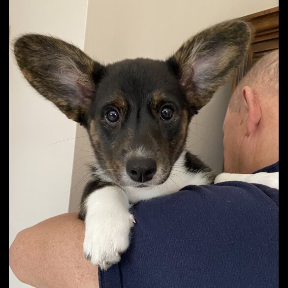 Welsh Corgi Cardigan
