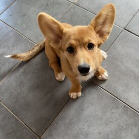 Welsh Corgi Cardigan