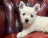 West Highland White Terrier