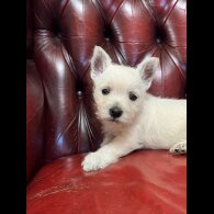 West Highland White Terrier