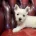 West Highland White Terrier