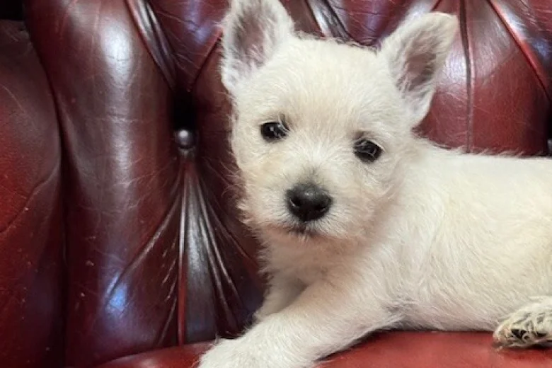 West Highland White Terrier